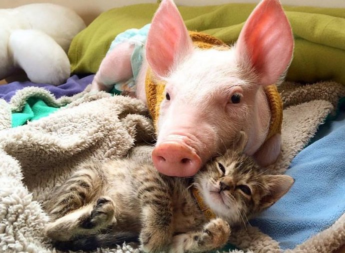 A new miracle: a touching friendship of a kitten and a pig