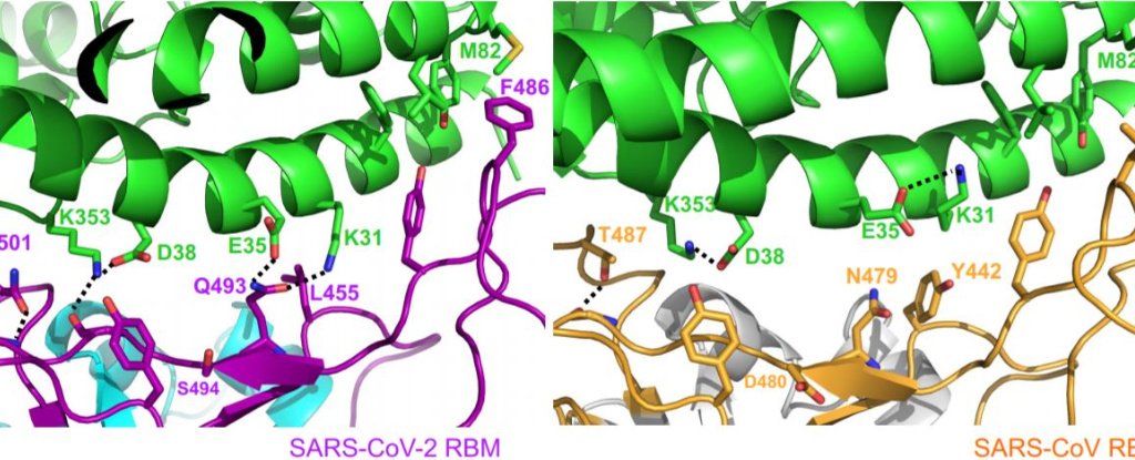 New Coronavirus Protein Study Explains Rapid Spread 