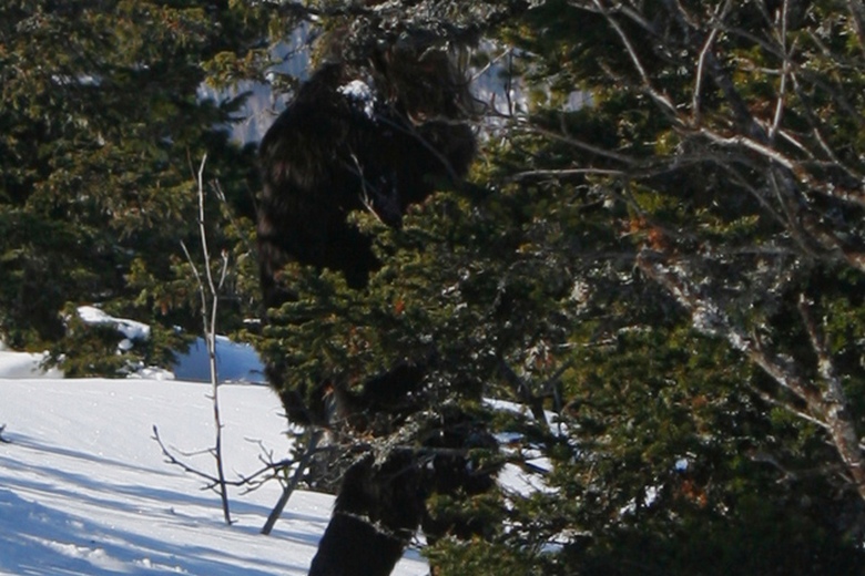 Novokuznetsk tourists made unique yeti pictures