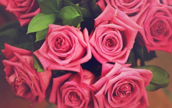 what pink roses mean 