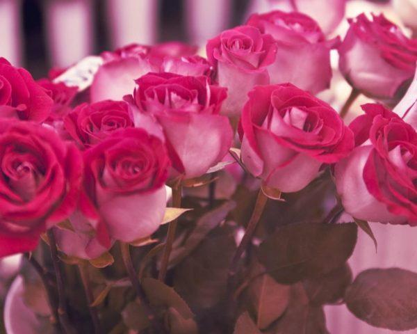 pink roses meaning 