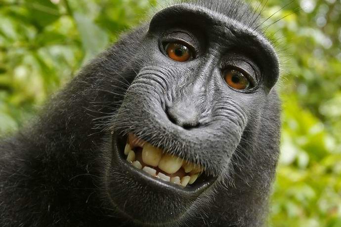 Monkeys want copyright for selfies