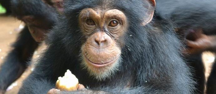 Monkeys prefer thermally processed foods