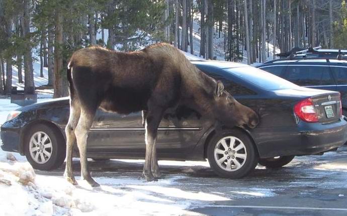 A car licking moose terrorizes Canadians