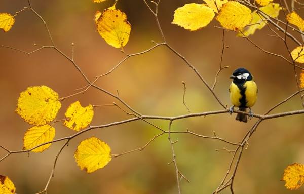 tits in November 