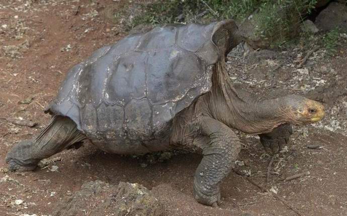 One male saved a whole species of turtles from extinction