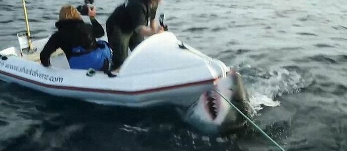 A huge shark attacked the crew of the channel