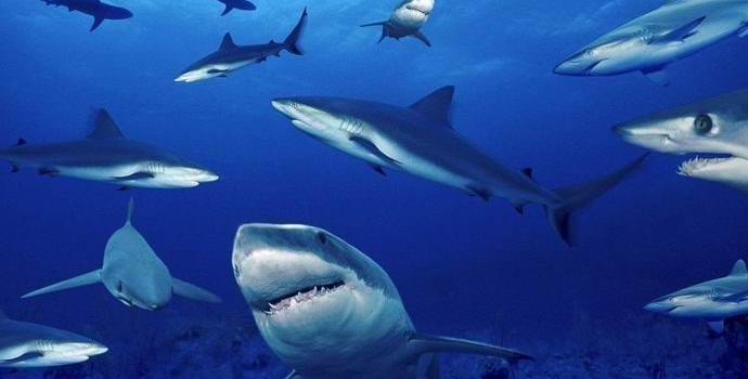 A huge flock of sharks terrified the British