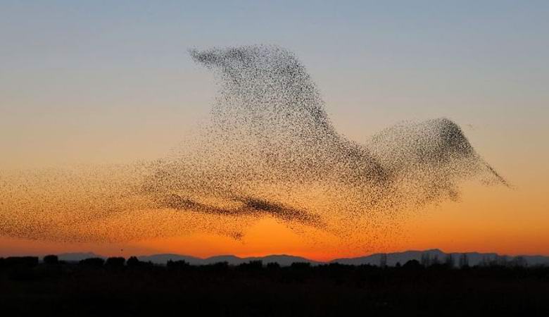 A huge flock of starlings formed the silhouette of a giant bird in the sky