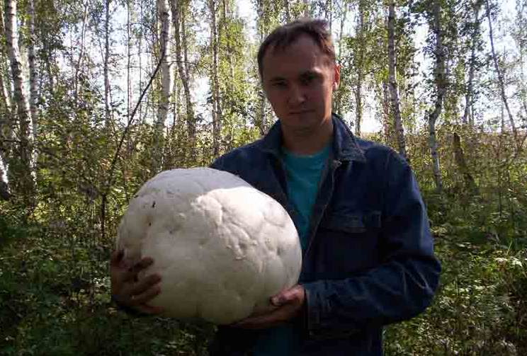 Huge mushrooms raincoats of the Krasnodar Territory