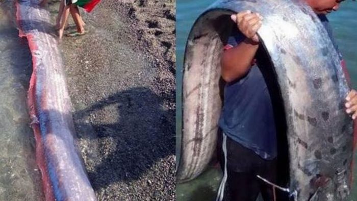 Huge sea creatures scare the inhabitants of the Philippines