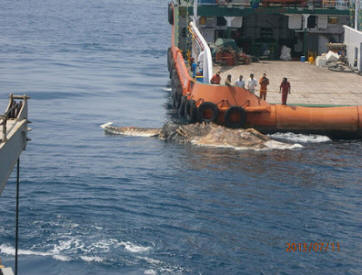 A huge strange sea creature found in the Persian Gulf