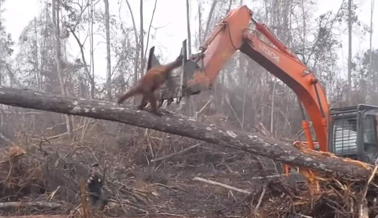 The orangutan tried to attack the bulldozer, protecting the native forest