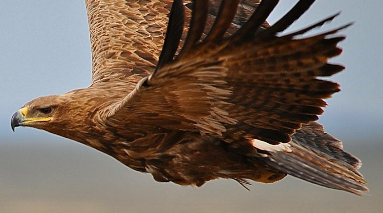 Orlitsa ruined ornithologists by sending expensive SMS messages from abroad