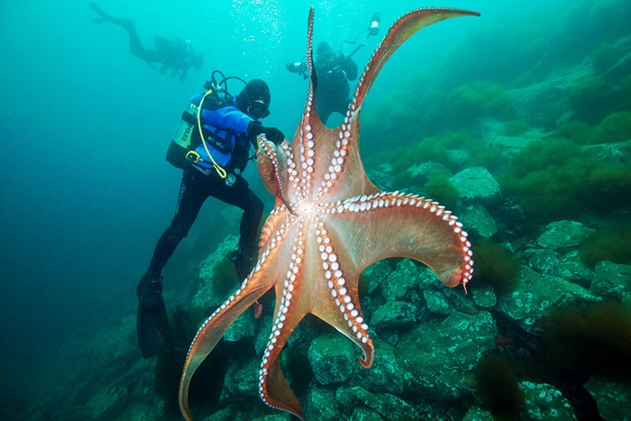 Octopuses - future lords of the Earth?