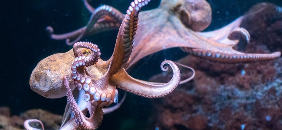 Octopuses can taste with their tentacles.  This is how it is possible 