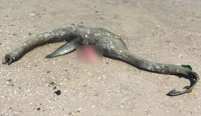 The remains of a creature resembling a Loch Ness monster were thrown onto a beach in Georgia.