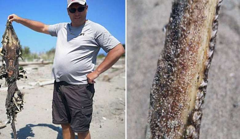 The remains of a mysterious creature discovered on a beach in British Columbia.