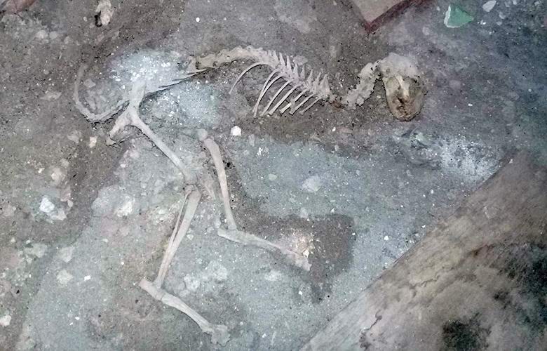 The remains of a mysterious animal found in Uzbekistan