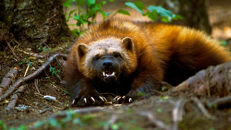 Desperate and eternally hungry wolverine: even wolves and bears are afraid of her