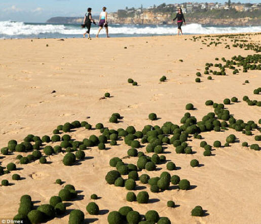 Locals said they'd never seen anything like the green algae balls that washed ashore at Dee Why this week