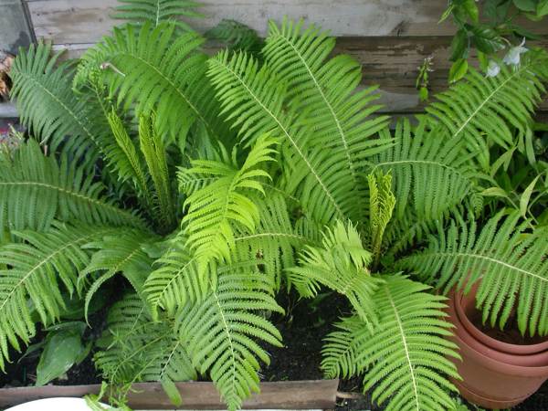 fern home 