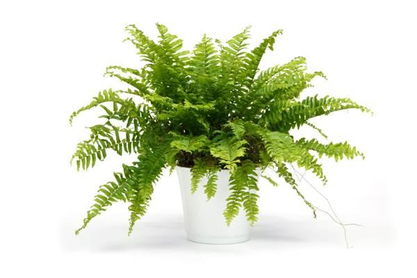 fern 
