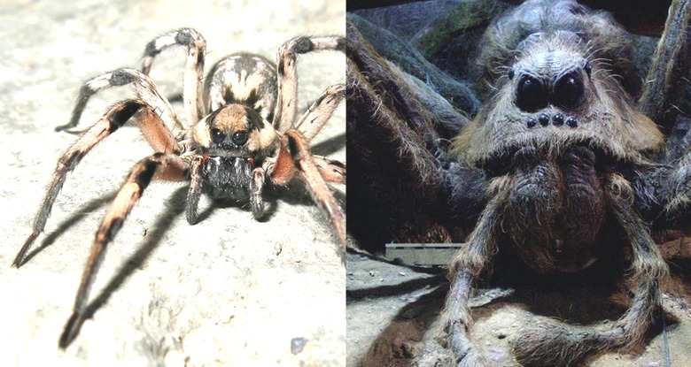 A dog-sized spider surprised the web