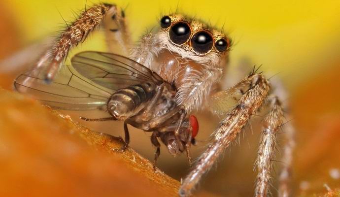 Spiders eat more per year than all the people of the planet weigh