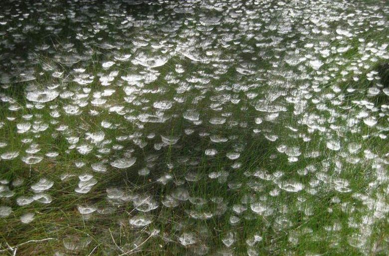 Spiders created the illusion of an underwater garden with jellyfish in the park