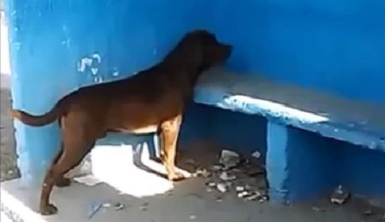 The dog constantly looks at the blue wall, and no one can explain why.