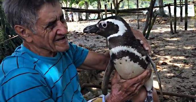 Penguin travels thousands of kilometers annually to see a man