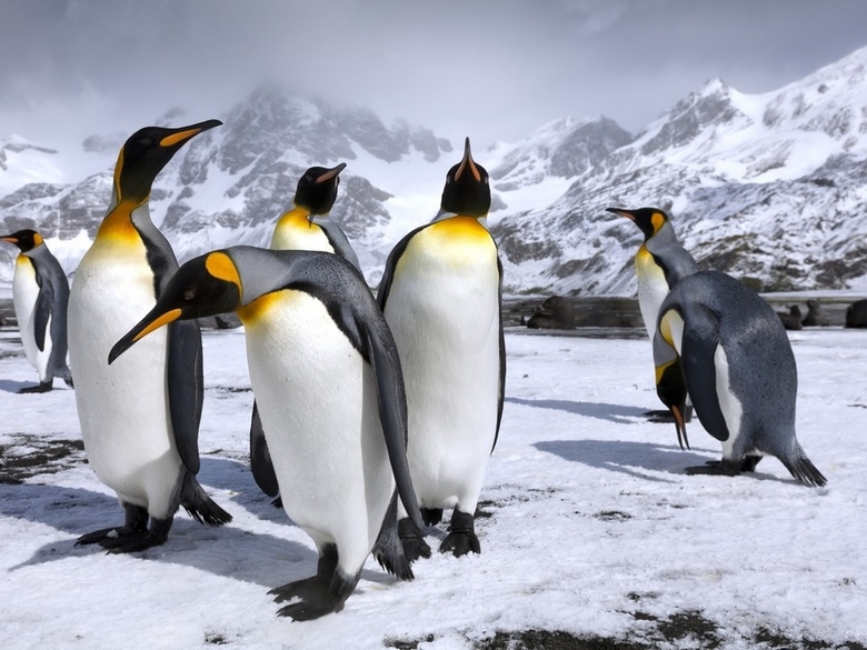 Penguins that do not freeze during severe frosts of Antarctica and for some reason do not freeze their paws
