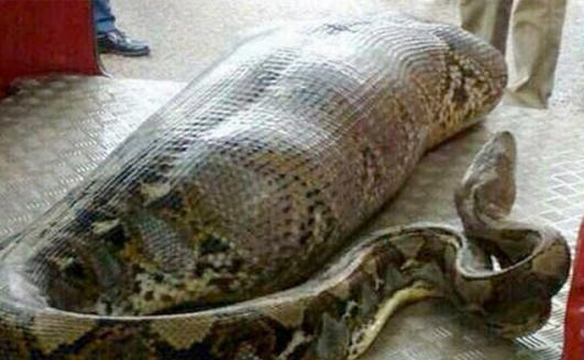 Python swallowed a drunkard who fell asleep at the store.