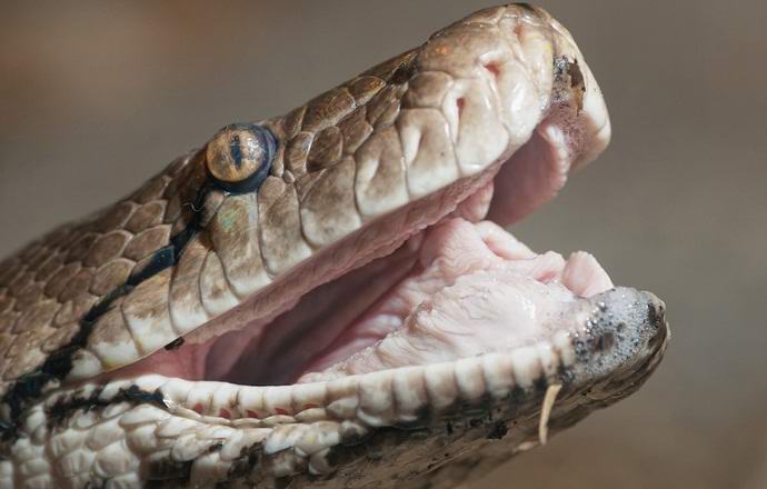 Python in Indonesia gobbled up the whole farmer