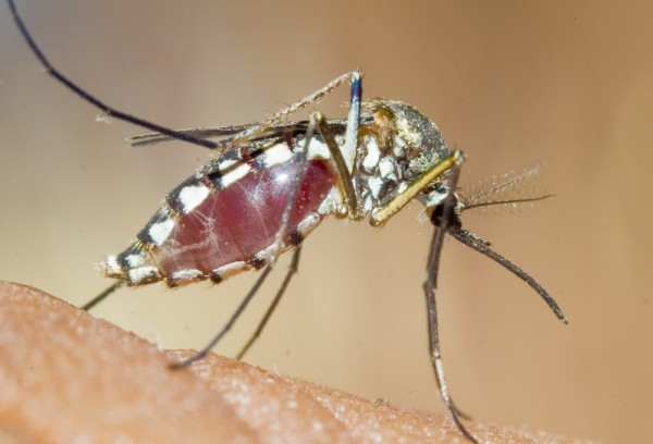 Why do mosquitoes bite people?