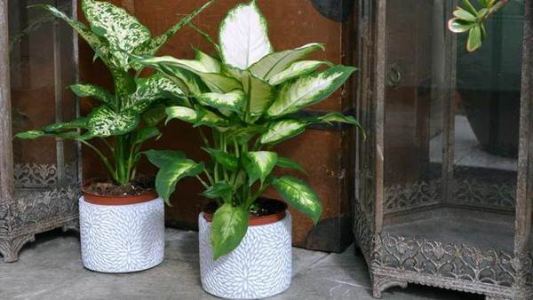 Dieffenbachia at home 