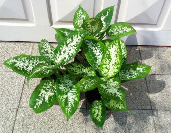 indoor flower dieffenbachia 