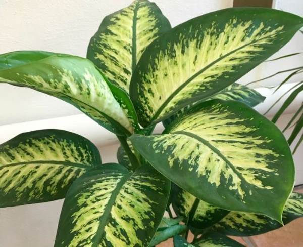 Dieffenbachia plant 