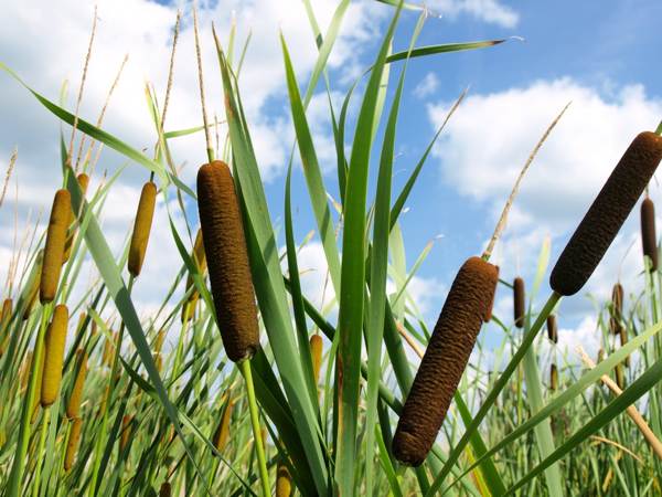 reeds in the house signs 