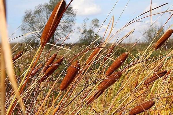 is it possible to bring reeds into the house 