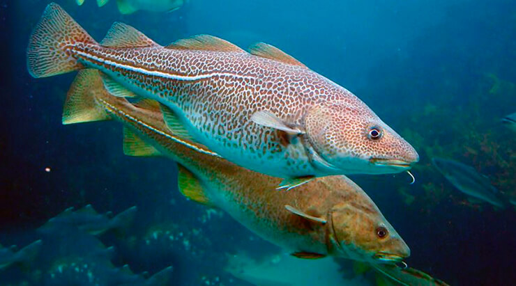 Why the cod has more mercury, scientists said