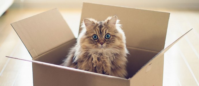 Why are all cats so up to the boxes of hunting?