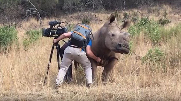 Scratch the belly of a wild rhino