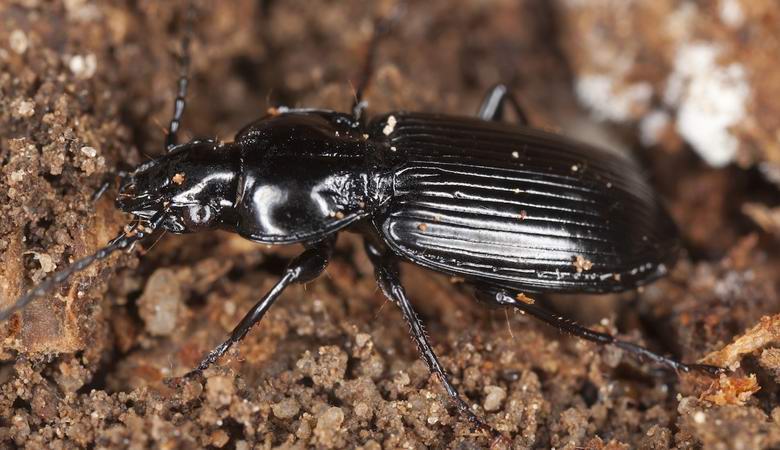 Hordes of black beetles invaded Iraq and Saudi Arabia