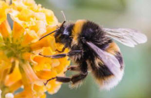 Bee and bumblebee populations are rapidly declining