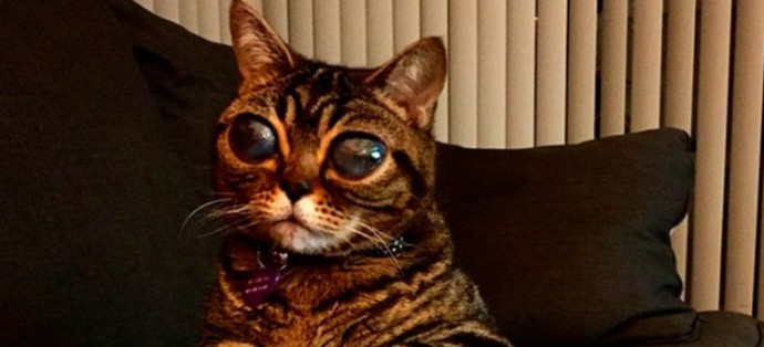 Meet the Alien Cat