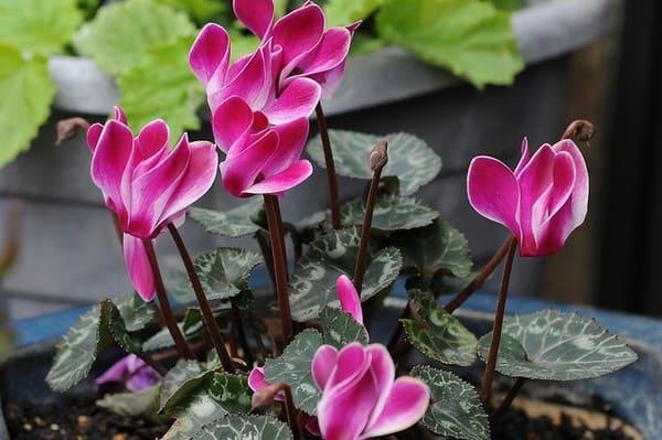 Signs and superstitions about cyclamen in the house | Information ...