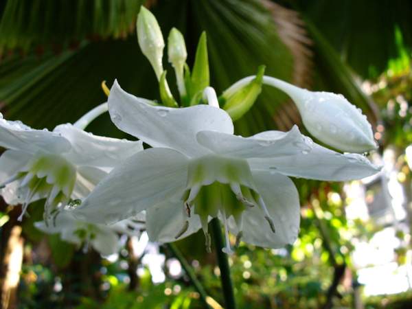 eucharis omens and superstitions 