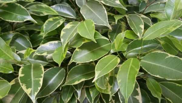 Ficus benjamin signs and superstitions 